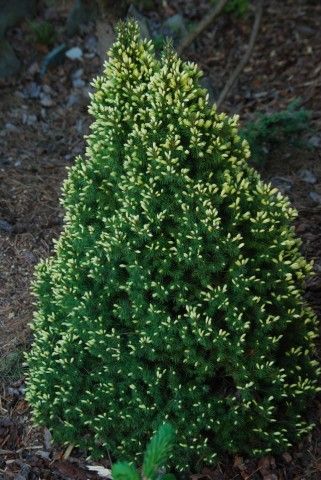 Picea glauca Daisy s White